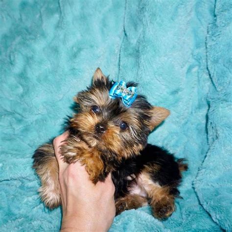 yorkies for sale in albuquerque nm